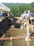 FieraBestiane (48)